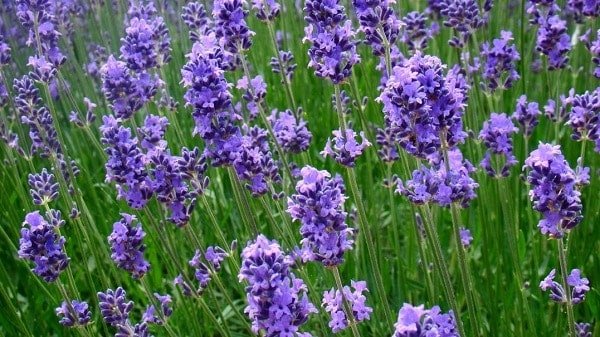 Steps for growing the lavender plant from seed to harvest.