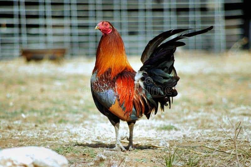 beautiful-mature-black-breated-red-bbr-american-game-rooster-beautiful-mature-black-breated-red-american-game-rooster-bbr-leiper