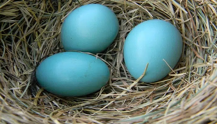 Top 9 Chickens That Lay Blue Eggs (With Pictures)