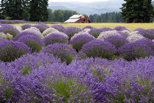 flower-flowering-plant-lavender-english-lavender-plant-purple how to grow lavender from seeds