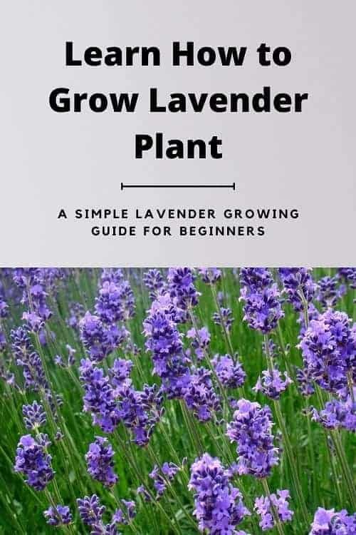 lavender flower farming