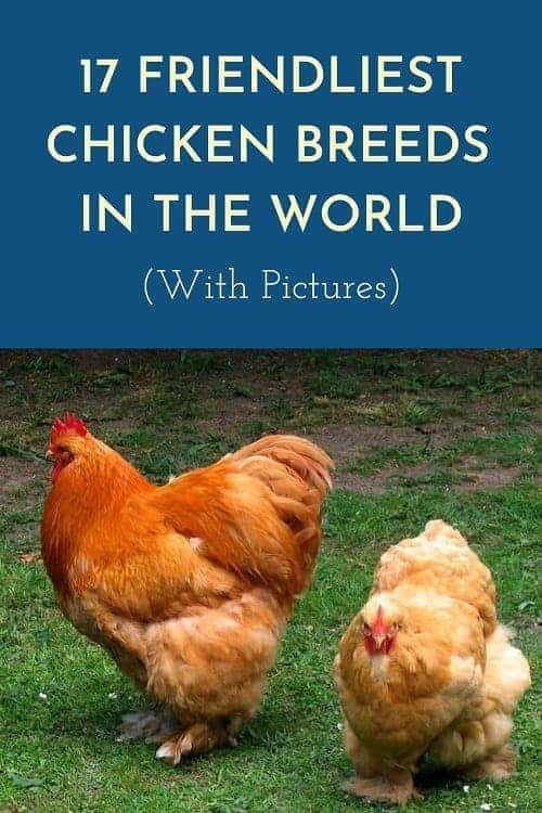 top list of friendliest chicken breeds with their pictures