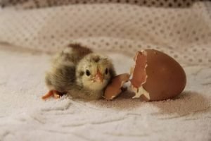 Chicken Egg Incubators for Eggs