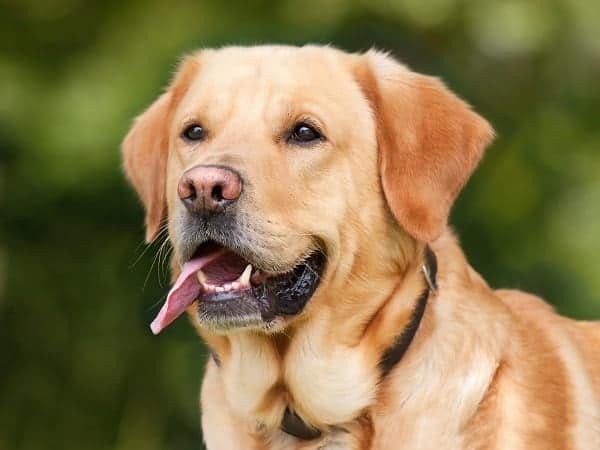 Labrador Retriever dog for seizure alert