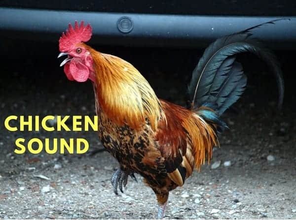10 Common Chicken Sounds and (How to Understand Them)