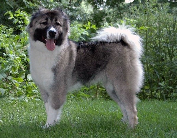 Caucasian Shepherd dogs can protect your environs from bears