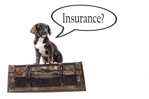best pet insurance coverage for dogs and cats