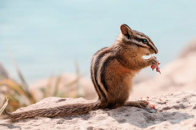 a chipmunk eating on sand