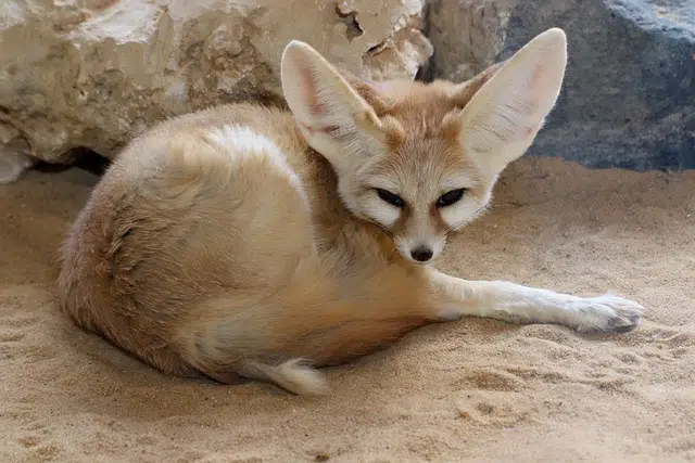 Fennec desert Fox