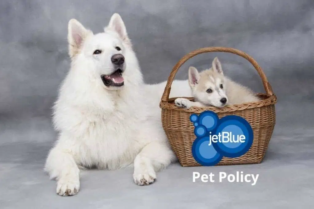 jetblue pet policy for travelling with dogs and cats