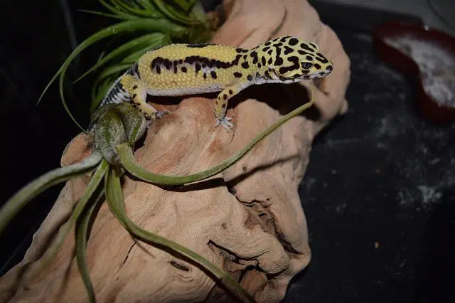 Leopard gecko exotic pet