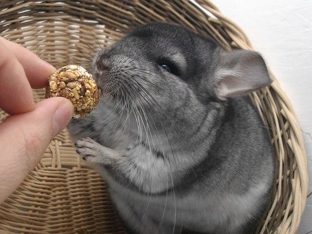a pet chinchilla feeding on a treat