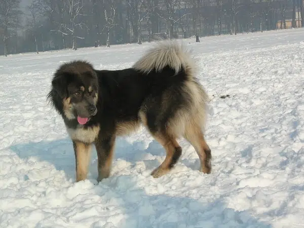 Tibetan mastiff walking on snow; a great bear hunting dog breed