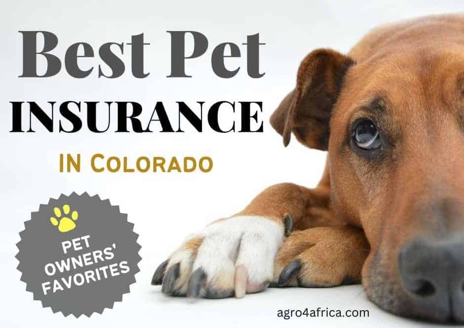 Best pet insurance companies in Colorado