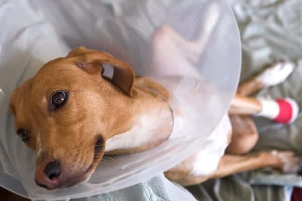 4 Best and Cheapest Pet Insurance Companies In New York (NYC)