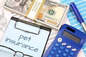 best and cheapest pet insurance companies in California