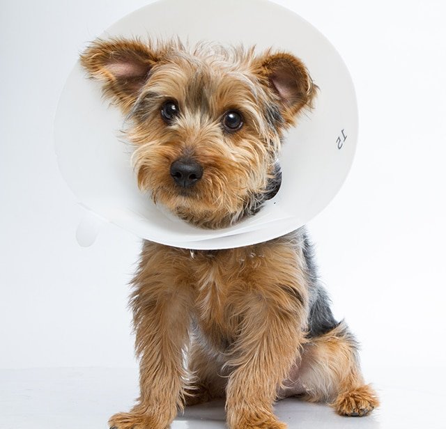 3 Best and Cheapest Pet Insurance Companies In Canada 