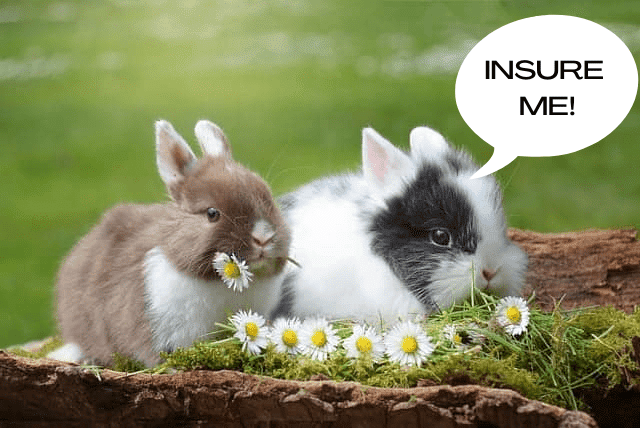 An infographic showing the need of pet insurance for rabbits.