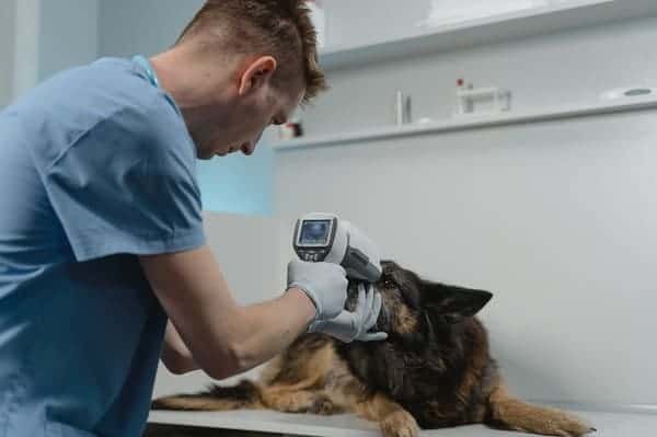 A vet checking a dog