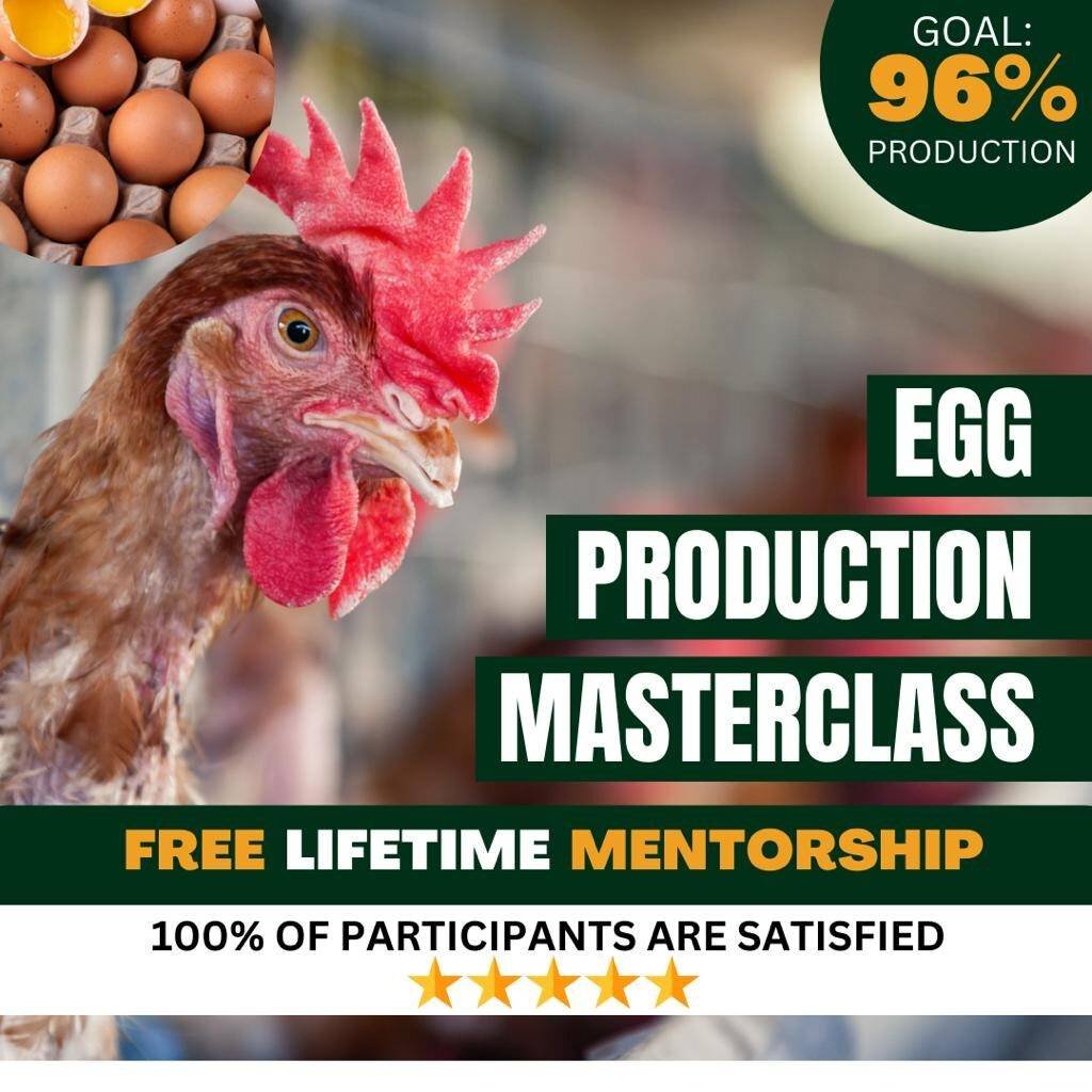 Chicken-egg-production-masterclass