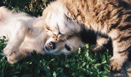 cute cat and dog playing... Learn how to insure multi-pets