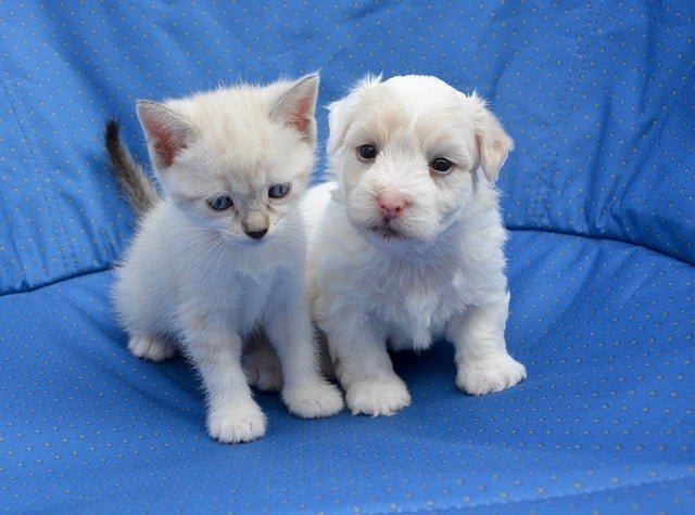 How does multi-pet insurance work for this cute dog and cat?
