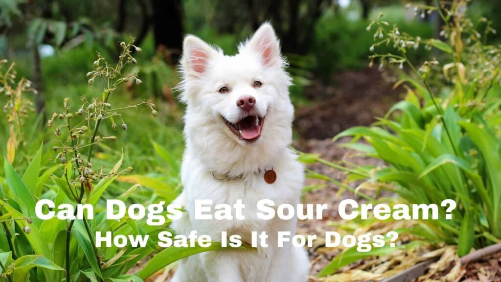 An infographic of a dog with the question Can dogs eat sour cream?
