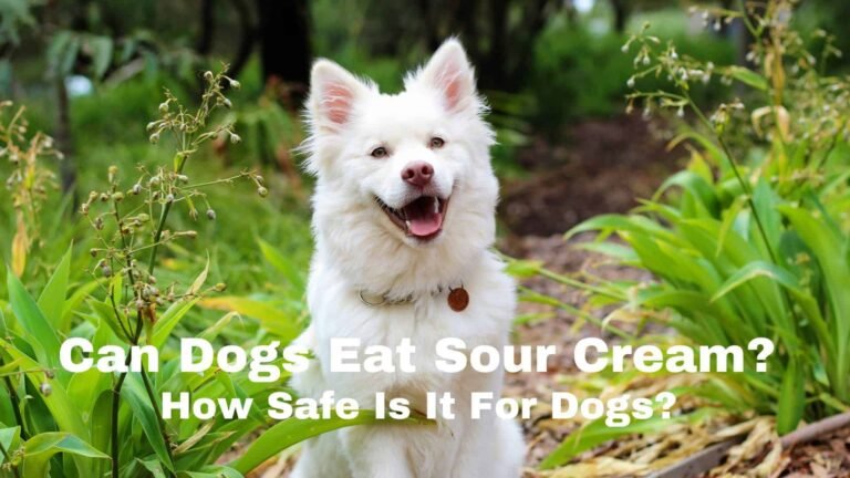 Can Dogs Eat Sour Cream? How Safe Is It For Dogs?