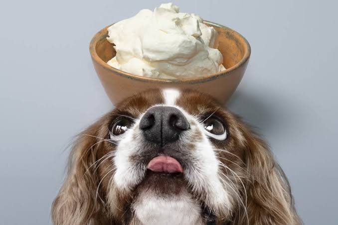 Can dogs eat puppuccino whipped cream? 