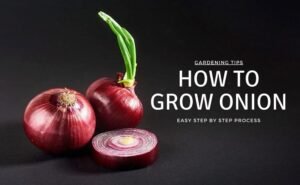 How to grow onions in your backyard as a beginner. Red-onions-whole-isolated-black
