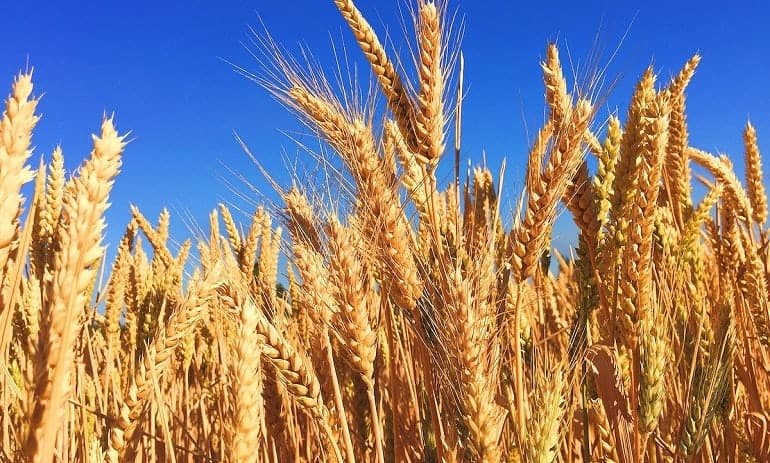 Step-by-step guide to Growing wheat 