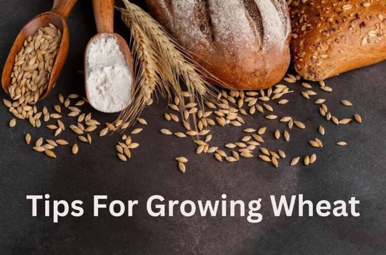 Guide to Growing Wheat: Techniques and Tips 