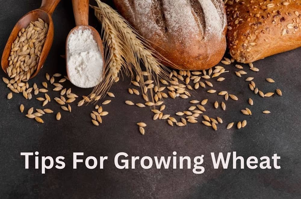 Tips for growing wheat