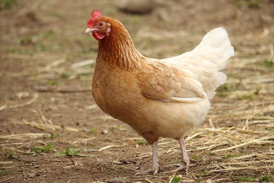 A free range hen: How to tell a rooster from a hen