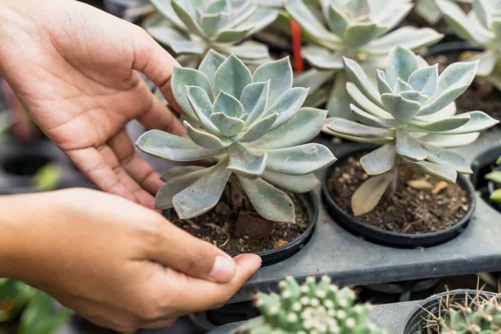 How to take care of succulents
