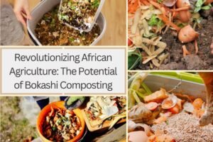 The Potential of Bokashi Composting in Africa
