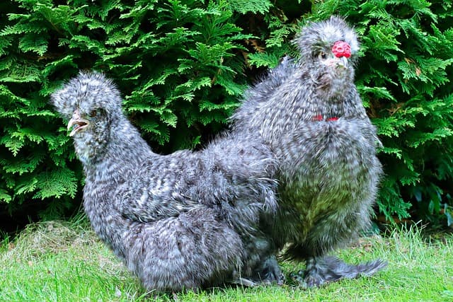Common Chicken Breeds: An Overview of the Most Popular