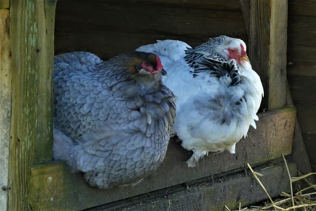 Blue Breeds of Chickens: Unusual Colors and Their Peculiarities
