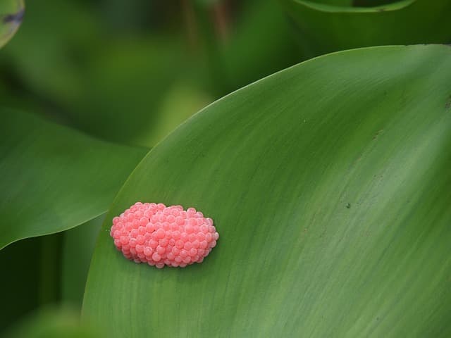 Snail Egg Incubation: How to Ensure Successful Hatching