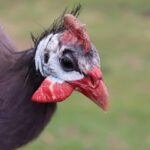 guinea-fowl