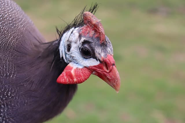 Breeds of Chickens with Black and White Plumage