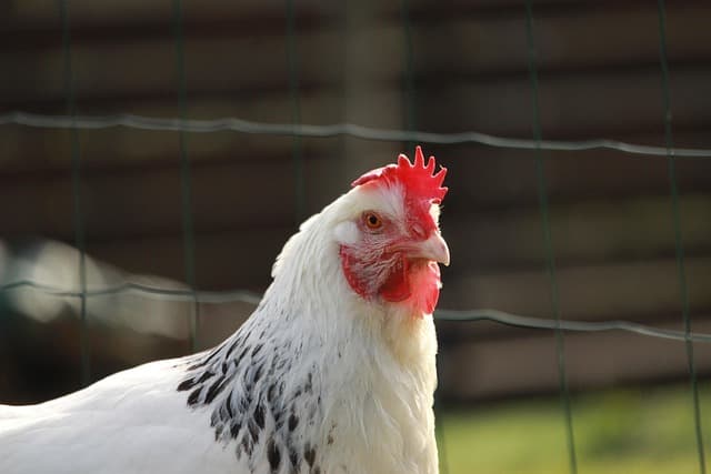 Who Pullets Are: Age, Development and Role in the Herd