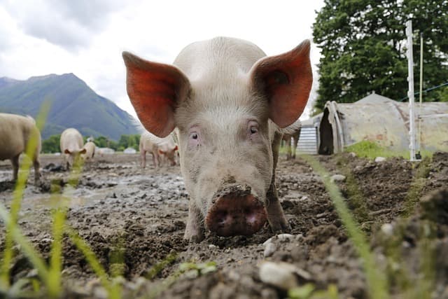 Yorkshire Pig Breed: Characteristics and Benefits