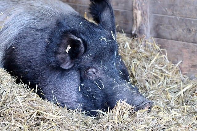 Hampshire Pig Breed: Description, Benefits and Housing