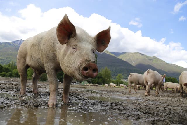 pig