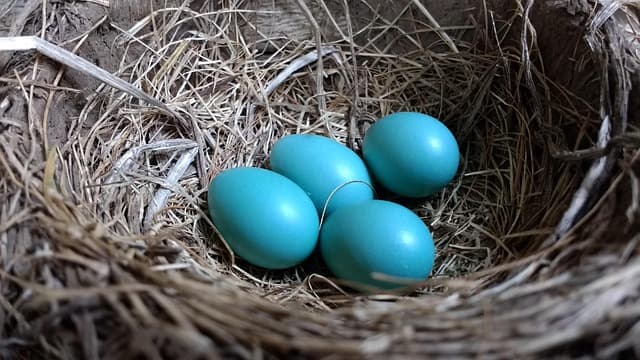 Hens Laying Blue Eggs: Breeds and Features