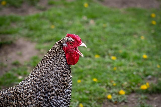 How to Start Poultry Farming for Beginners in Africa