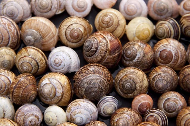 Basic Snail Feed: What a Farmer Needs to Know