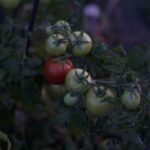 tomatoes