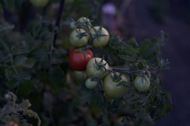 tomatoes